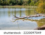 Lake In Forest And Trunk Of Old ...