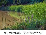 Small photo of Summer pond, shore overgrown with hornwort, vegetation above water