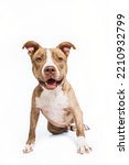 Small photo of Brown Brindle Light And White Mixed Breed Adult Dog Sitting Looking at Camera Pit Bull Terrier Mutt Happy Smiling Sitting Isolated on White Background