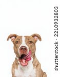 Small photo of Brown Brindle Light And White Mixed Breed Adult Dog Sitting Looking at Camera Licking Mouth Face Tongue Out Funny Pit Bull Terrier Mutt Happy Smiling Sitting Isolated on White Background