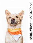 Small photo of Yellow Blonde Golden Retriever Shepherd Chow Mixed Breed Puppy Dog Wearing Smiling Happy Smirk Halloween Festive Candy Corn Bandana Costume Cute Portrait Isolated in Studio on White Background