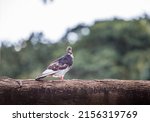 Pigeon Perched On Arbor In A...