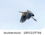 Purple heron in flight blue sky ...