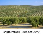 Small photo of Olive grove on a hill, near the Guadalquivir river