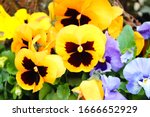 Yellow And Blue Pansies In...