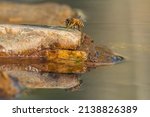 Small photo of Bee reflexion in the water