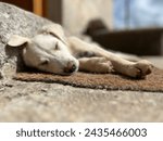 Small photo of Puppy dog fast asleep on the doormat.