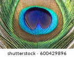 Macro Peacocks Feather