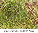 Close up skin of a jackfruit, green, spiny and blunt