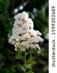 Small photo of Crepe Myrtle or Lagerstroemia indica or Crape myrtle or Crepeflower deciduous tree plant with single branch full of open blooming white small flowers surrounded with dark green leaves planted in local