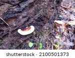 Mushrooms That Live On Palm...