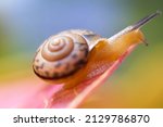 Small photo of Bradybaena similaris snail, the Asian trampsnail, is a species of small, invasive land snail. It is a pulmonate gastropod terrestrial mollusc in the family Bradybaenidae. Keong semak