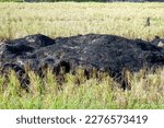 Small photo of Burning straw in fields can have a detrimental effect on agricultural land