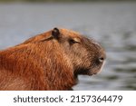 Capybara Face With Blurred Lake ...