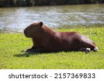 Capybara Resting By The Lake...