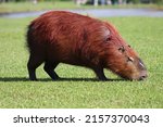Capybara On The Lawn By The...