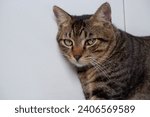 Small photo of striped cat with a wary gaze