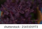 Small photo of Lophomyrtus Red Dragon or Red Dragon Myrtle, as it is also known, is an ornamental evergreen shrub. This particular member of the Myrtle family is prized for its unusual foliage that boasts a striking