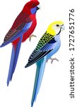 Vector Australia Parrots Pale...