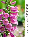 Small photo of Bell-shaped foxgloves in summer bloom; this is a source of medicine known as Digoxin (British Formulary)