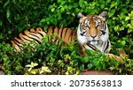 Small photo of The Sumatran tiger is a population of Panthera tigris sondaica on the Indonesian island of Sumatra. This population was listed as Critically Endangered on the IUCN Red List in 2008, as it was estimate