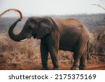 Elephant In The Kruger National ...