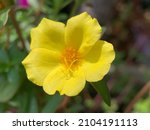 Small photo of Portulaca grandiflora is a succulent flowering plant in the family Portulacaceae. It has many common names, including rose moss, eleven oâ€™clock, sun rose and moss rose purslane.