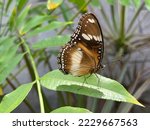 Small photo of Hypolimnas misippus is a widespread species of nymphalid butterfly.