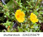 Small photo of Common Purslane or Portulaca oleraceae is an annual succulent in the family Portulacaceae.