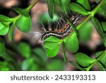 Small photo of Potchefstroom, South Africa - March 3rd 2024 - Larva of Leucaloa eugraphica Graphic Ermine eating a Spekboom (Portulacaria Afra)