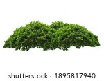 Green Bush Isolated On White...