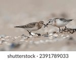 Small photo of First-winter Baird's Sandpiper (Calidris bairdii) on the beach of Wassenaar, Netherlands. rare vagrant from North America.