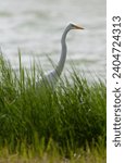Small photo of Great White Egret, Ardea alba, on the Azores. Possible American vagrant.
