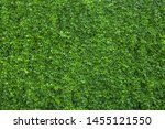 Ivy texture. Ivy hedge background. Ivyberry backdrop. Ivy wallpaper. Ivyberry backround image. Ivy wall. Green wall. Green plant texture. Green leaves background. Myrtle green background