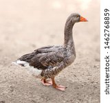 Small photo of Greylag goose on the farm. Blurred background. Greygoose in the paddock on the ranch. Wild goose walking on the clay in farmstead. Goose in the coop.