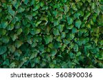 Ivy Texture. Ivy Hedge...