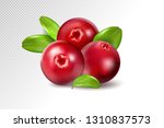 cranberry with leaves on... | Shutterstock .eps vector #1310837573