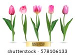 Realistic Vector Tulips Set....