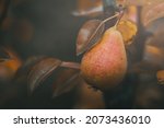 Small photo of Autum fruits in the garden
