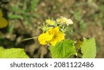 Small photo of Bluster, belustru, petola or ketola are cucumber vines, young fruits that can be cut, old fruit skins can be sponge.
