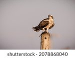 Young Osprey With Prey Fish In...