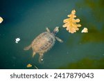 Small photo of Water turtle swimming in the turbid lake.