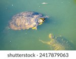 Small photo of Water turtles swimming in the turbid lake.