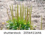Small photo of plantago, waybread, psyllium, plantain plant on the sand with a huge number of inflorescences - candles and leaves
