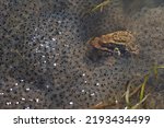 Small photo of Blue moor frog (Rana arvalis), common toad, European toad (Bufo bufo), and other amphibians living in Poland, early spring (14).