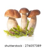 Three Boletus Edulis Mushroom...