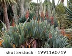 Aloe Plant In Bloom....