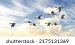 Flock of goose birds flying in...