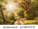 Beautiful forest in Autumn with sunlight coming through trees. Calm, serene and natural woods with a magical walking path. Green plants all around on a warm fall day, perfect for relaxation