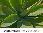 Small photo of Closeup of a lush green succulent plant in a garden on a sunny day. Gardening for beginners with indoor and outdoor aloe plants. The growth and development process of century plant growing in spring